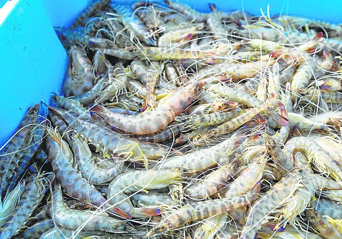 Gastronomía Guardamar